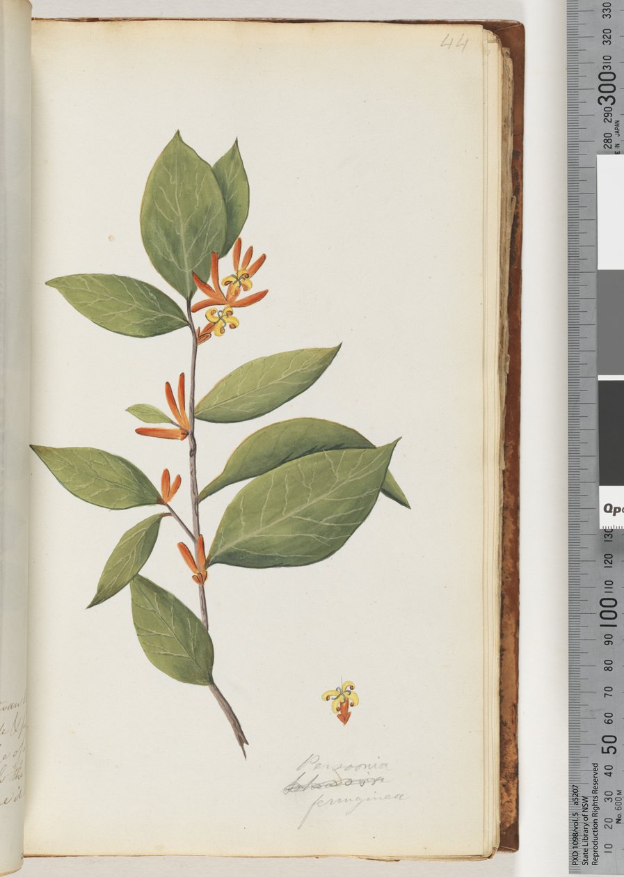 Seite 44. Persoonia / Schraderia ferruginea von Unknown artist