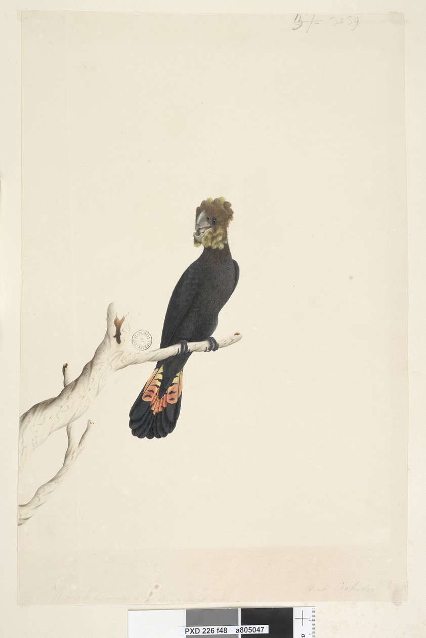 Seite 48. Schwarzer Kakadu. Auf ein Drittel der natürlichen Größe reduziert. Glanzschwarzer Kakadu Calyptorhynchus lathami, Weibchen von Unknown artist