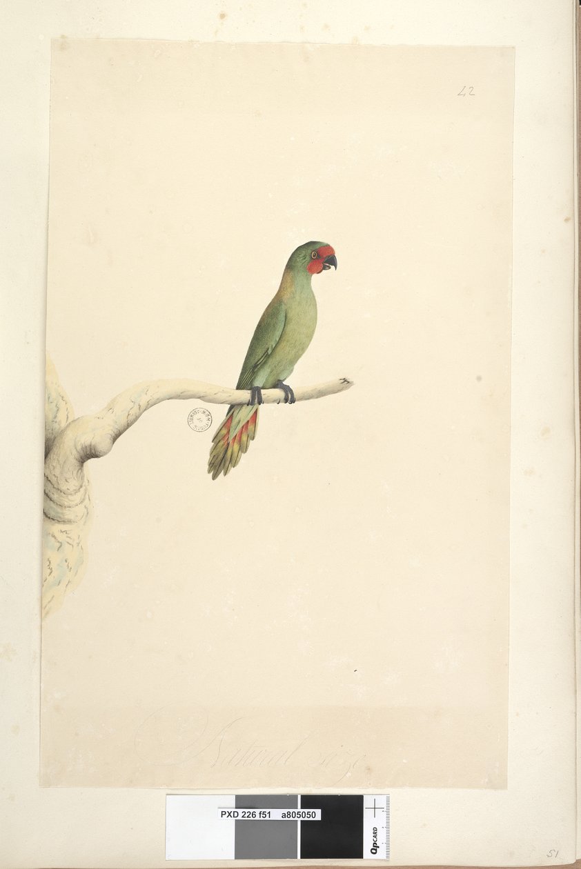 Seite 51. Natürliche Größe Kleiner Loris Glossopsitta pusilla, 1791-92 von Unknown artist