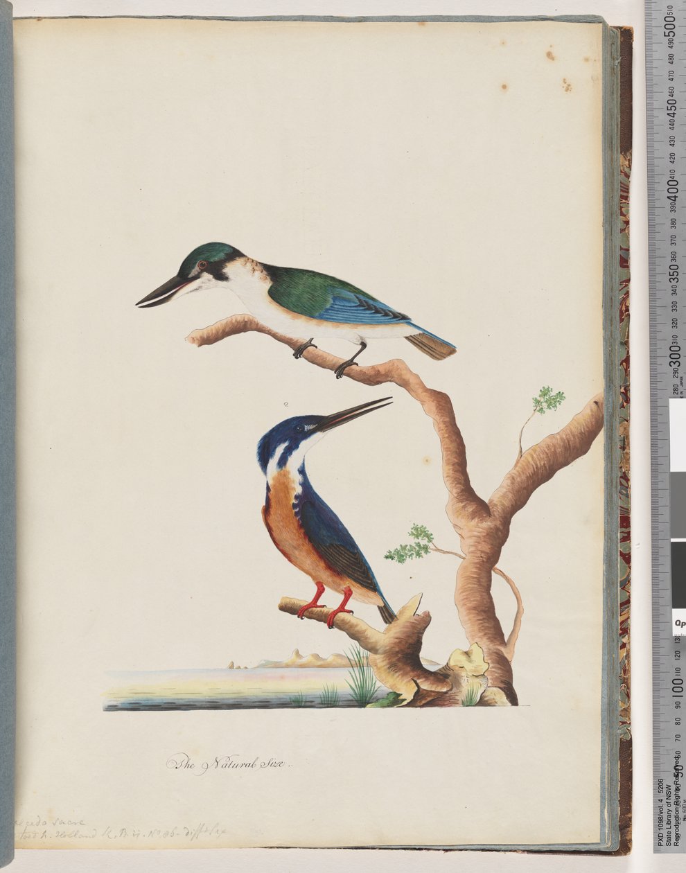 Seite 53. 1. Heiliger Eisvogel. Alcedo sacre 2. Azurblauer Eisvogel. 2, 3-zehiger N. Holland-Eisvogel von Unknown artist