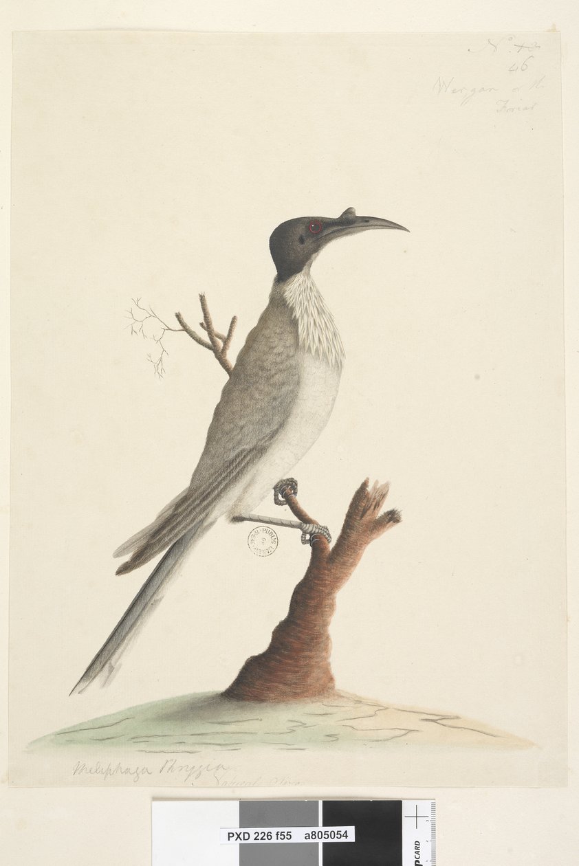 Seite 55. Wer,gan oder der Mönch. unten links in anderer Handschrift Meliphaga Phrygia. unten in dritter Handschrift Natürliche Größe Lärmvogel Philemon corniculatus, 1791-92 von Unknown artist