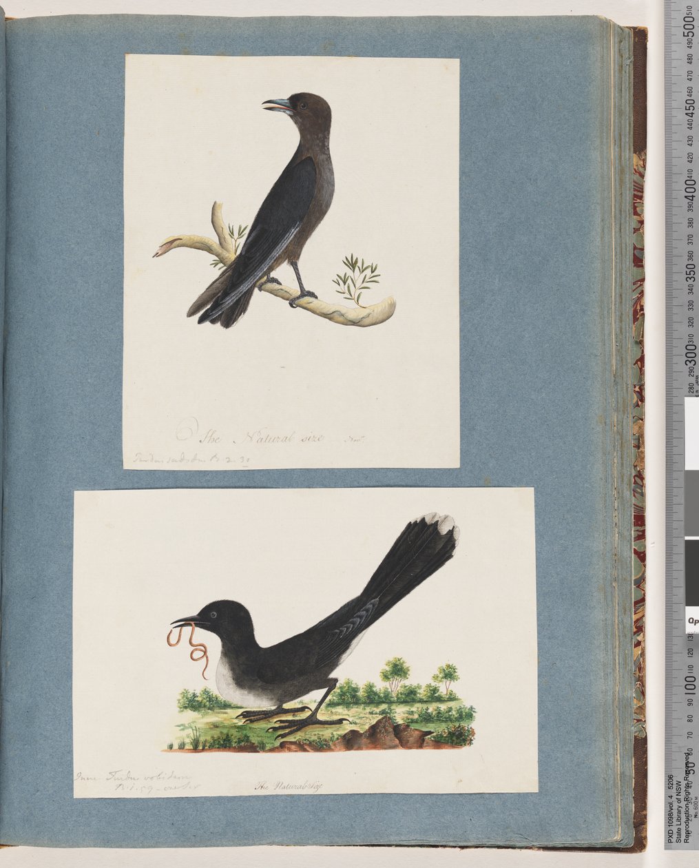 Seite 58. Unidentifizierter Vogel. Turdus. 59. Unidentifizierter Vogel. Turdus von Unknown artist
