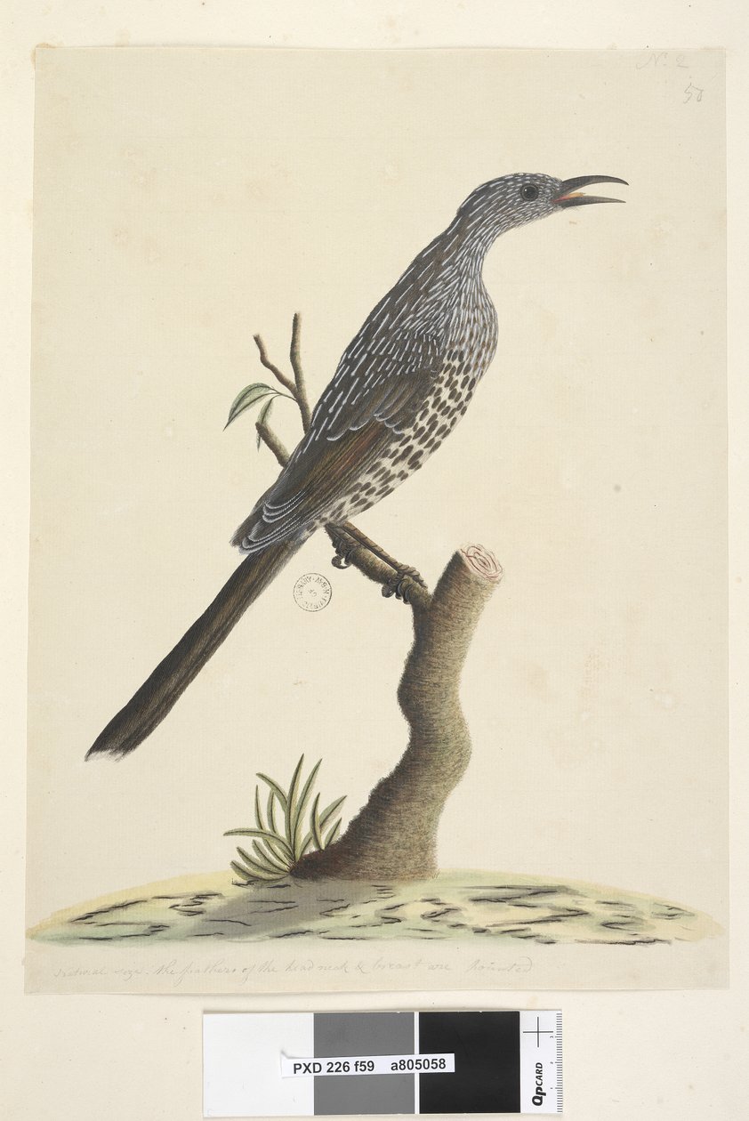 Seite 59. Natürliche Größe, die Federn des Kopfes, Halses und der Brust sind spitz Buschwattle, Vogel Anthochaera chrysoptera, 1791-92 von Unknown artist