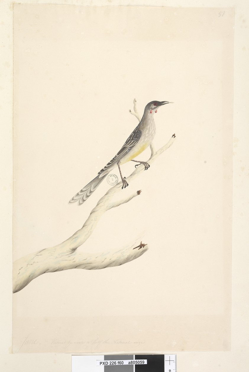 Seite 60. Juni. Reduziert auf die Hälfte der natürlichen Größe Rotwattler Anthochaera carunculata, 1791-92 von Unknown artist