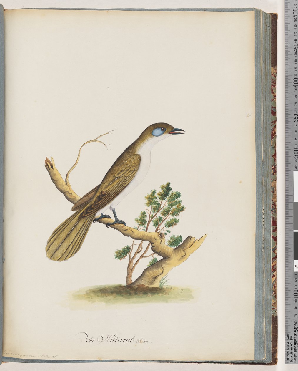 Seite 61. Blaugesicht-Honigfresser. Turdus cyanoris. Blauwangendrossel von Unknown artist