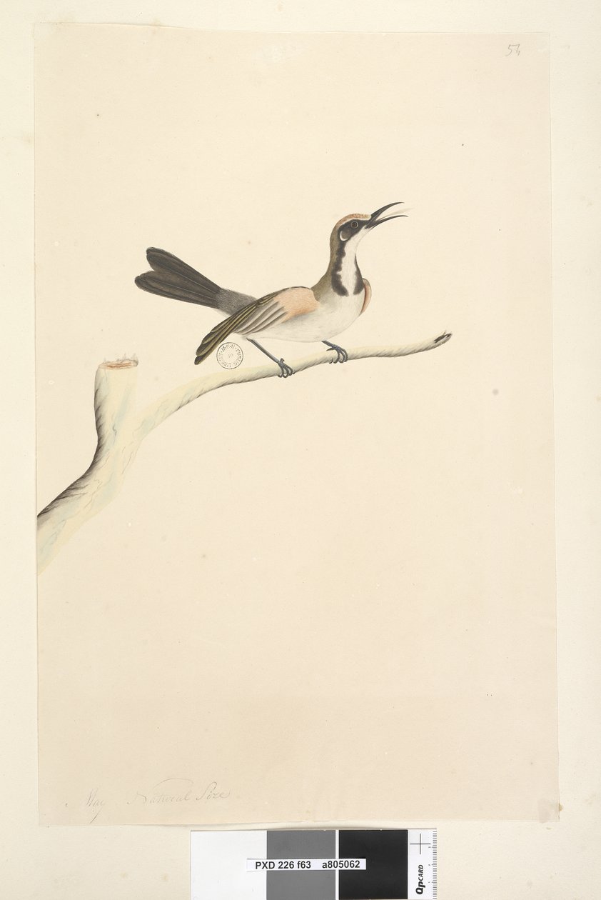 Seite 63. Mai. Natürliche Größe Braunhauben-Honigfresser Phylidonyris melanops, 1791-92 von Unknown artist