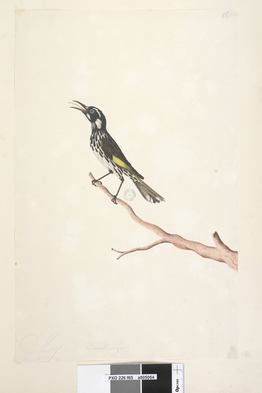 Seite 65. Mai, natürliche Größe Gelbflügel-Honigfresser Meliornis novae, hollandiae, 1791-92 von Unknown artist