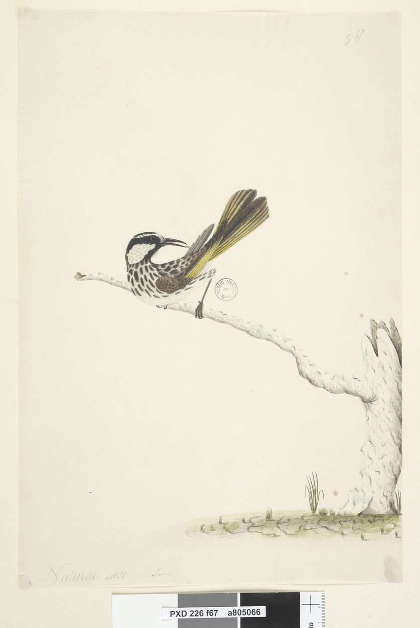 Seite 67. Natürliche Größe, Juni Weißwangen-Honigfresser Phylidonyris nigra, 1791-92 von Unknown artist
