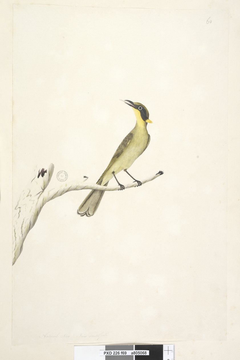 Seite 69. Natürliche Größe. Iris zweifelhaft Gelb, Tufted Honeyeater Lichenostomus melanops von Unknown artist
