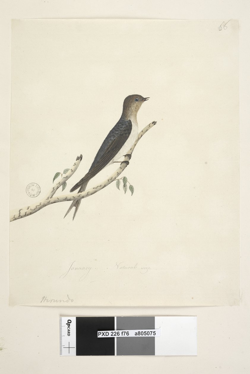 Seite 76. Hirundo. unten in anderer Handschrift Januar Natürliche Größe Willkommen Schwalbe Hirundo neoxena, 1791-92 von Unknown artist
