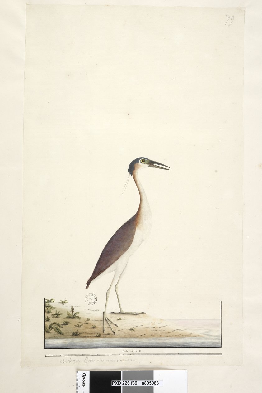 Seite 89. Ardea ..?.. Nankeen-Nachtreiher Nycticorax caledonicus, 1791-92 von Unknown artist