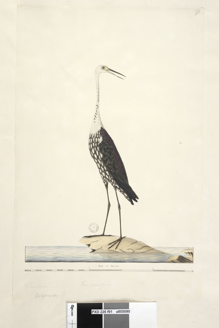 Seite 91. Ciconia. über dem Titel in anderer Hand Dezember, Iris zweifelhaft Weißhalsreiher Ardea pacifica Notophoyx pacifica, 1791-92 von Unknown artist