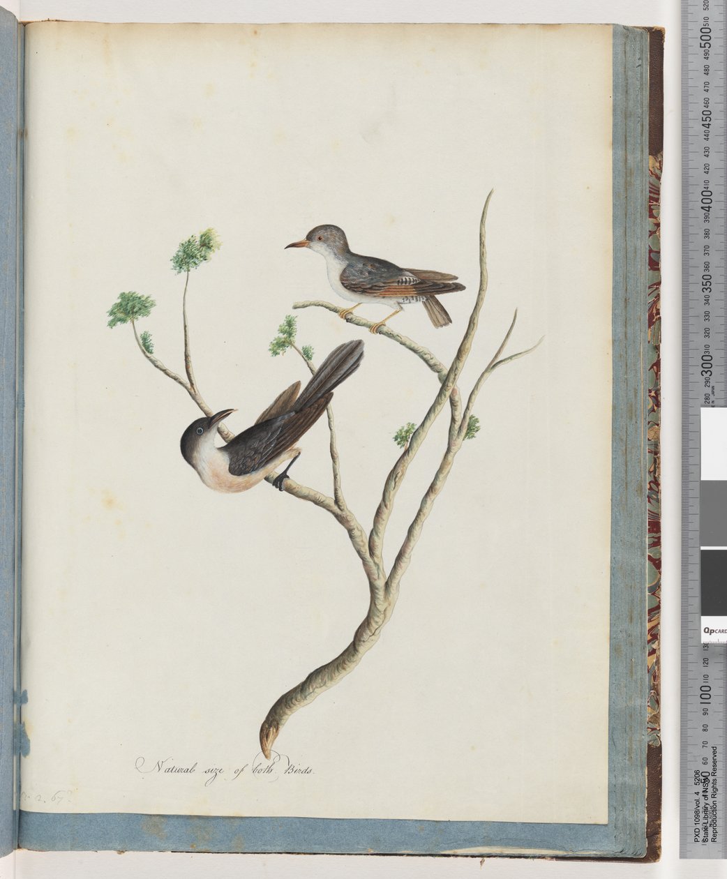 Seite 94. Unbekannte Vögel von Unknown artist
