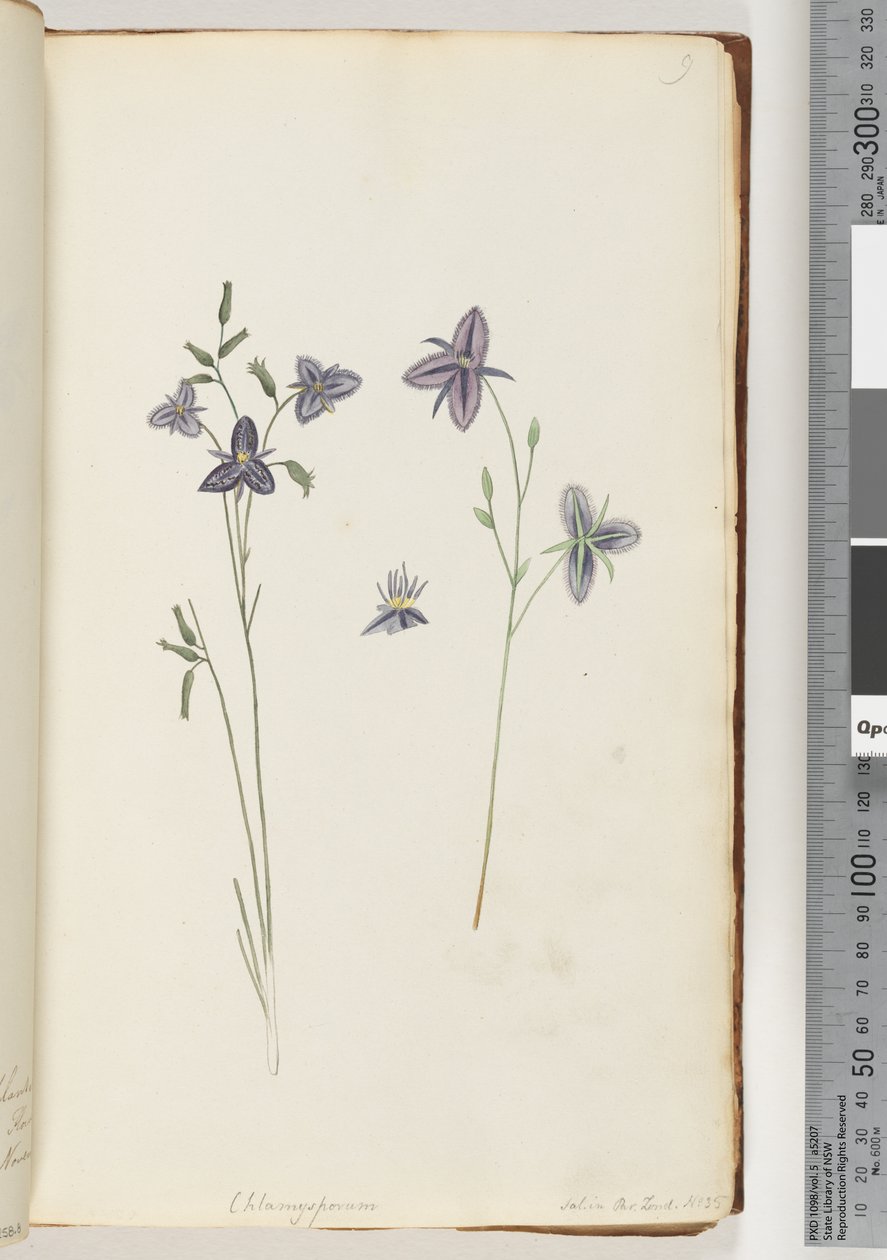 Seite 9. Chlamysporum Sal. in Par Lond. Nr. 35 von Unknown artist