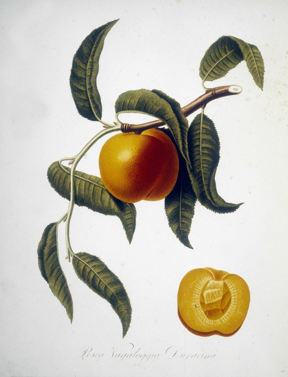 Pesca Vagaloggia Duracina (Fischen und Fischerei). Herbarium des 19. Jahrhunderts. von Unknown artist