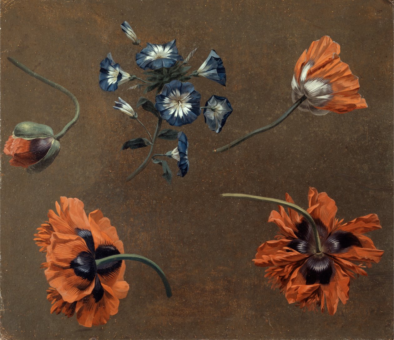 Mohnblumen und Tradascanthus von Unknown artist