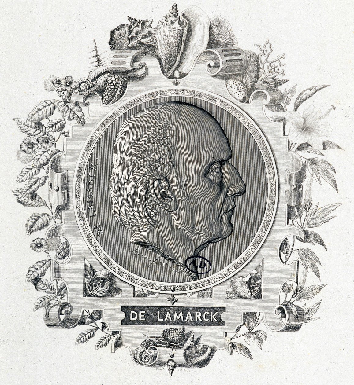 Porträt von Jean Baptiste Lamarck - Gravur von Unknown artist