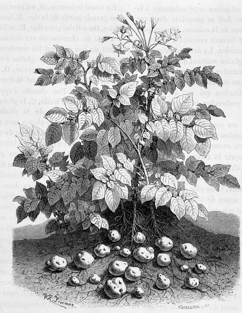 Kartoffel und stärkehaltige Knollen ihrer Wurzeln - Feigenbaum von Unknown artist