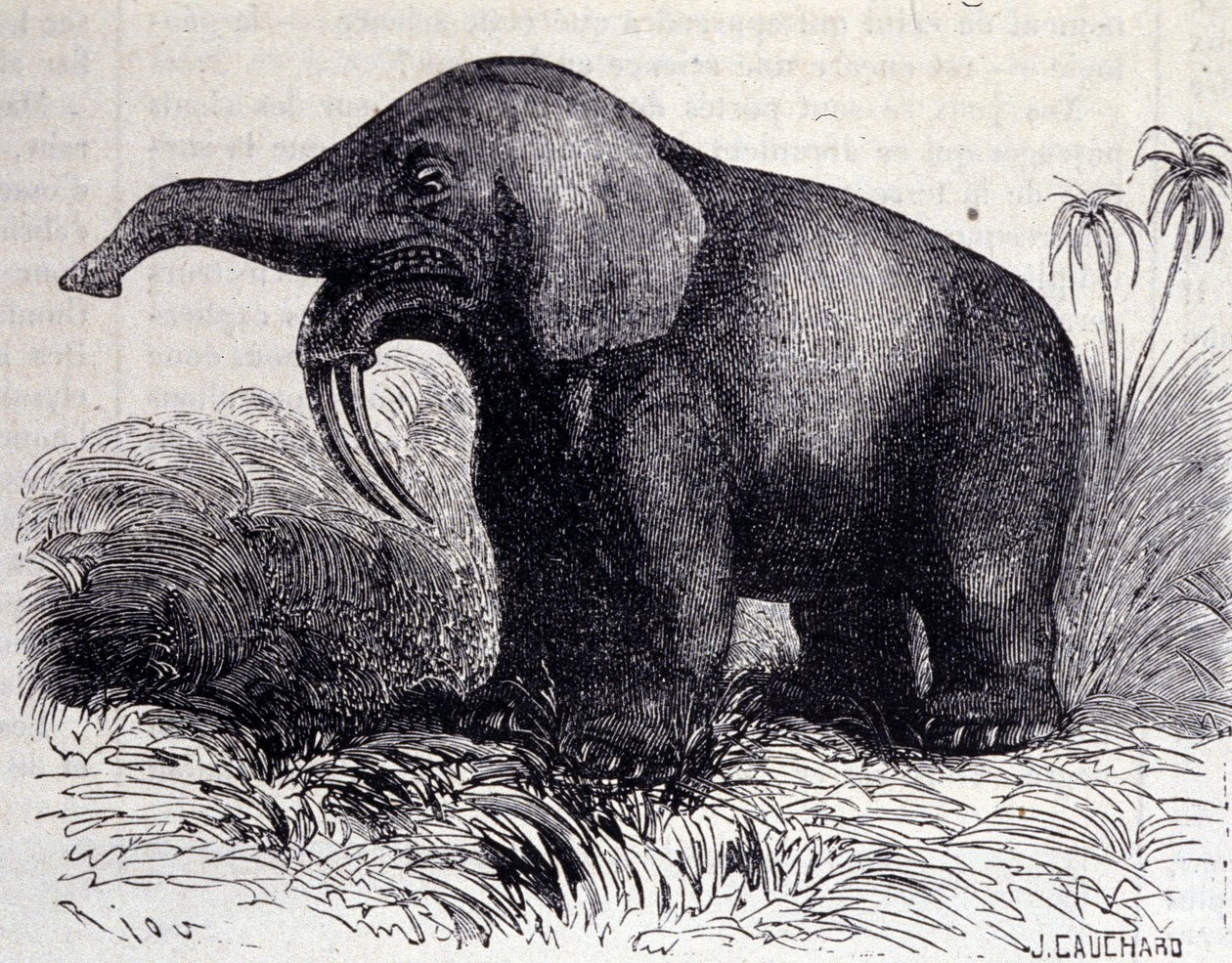 Vorgeschichte: Darstellung eines Dinotheriums, eine Art Dickhäuter. von Unknown artist