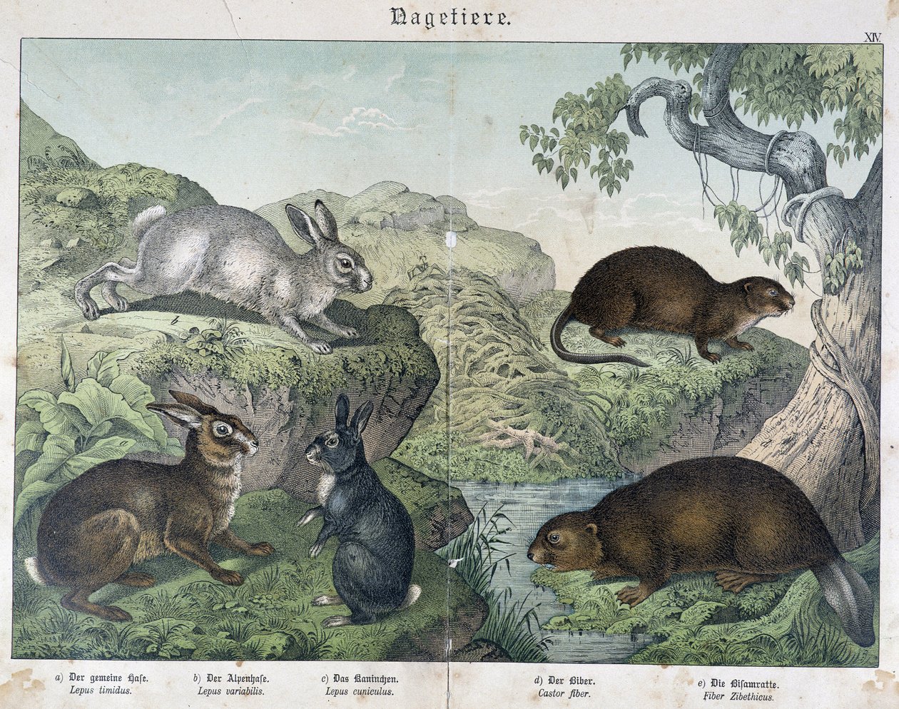 Kaninchen, Biber - in "Naturgeschichte der Säugetiere", ed. Schreiber von Unknown artist