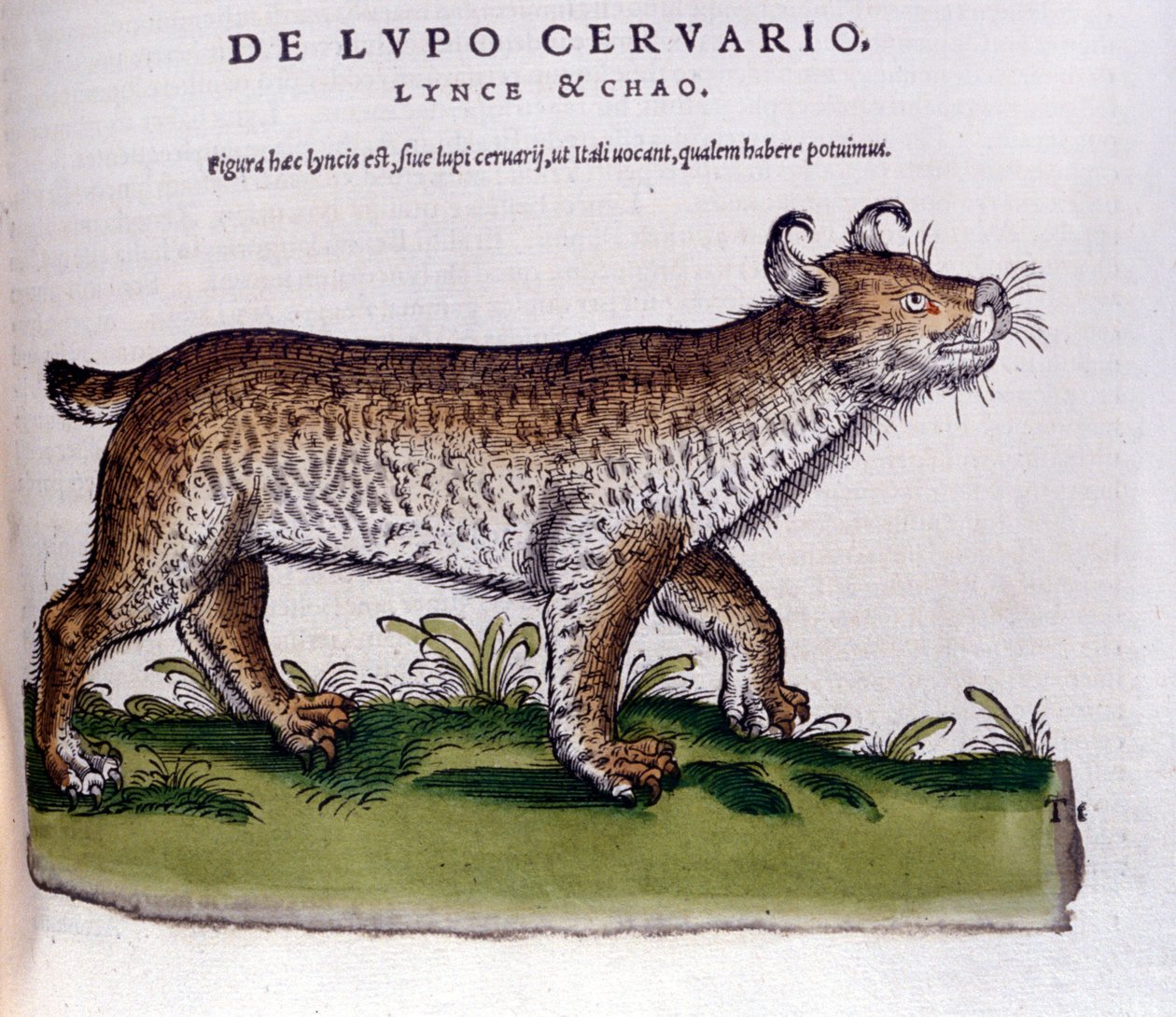 Darstellung eines Luchses (Wolf-Hirsch) - Historia Animalium von Conrad Gesner (1516-1565), Tiguri von Unknown artist