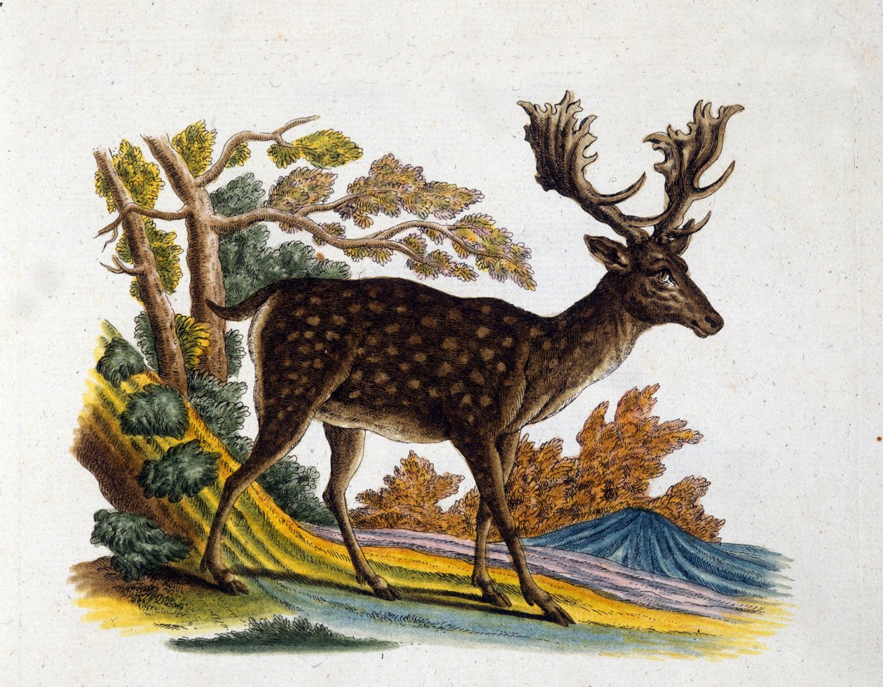 Darstellung eines Rentiers. 18. Jahrhundert Gravur von Unknown artist