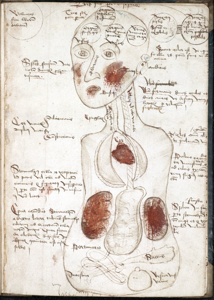 Darstellung einer aristotelischen Theorie des Bewusstseins (Aus: De corpore et anima) - Anonym - 1497 von Unknown artist