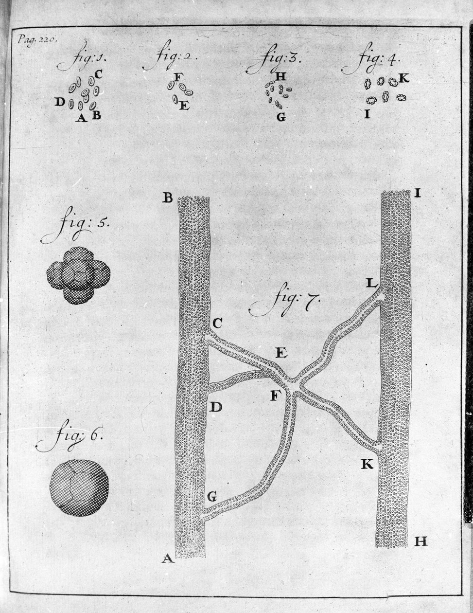 Darstellung von Erythrozyten (rote Blutkörperchen) von Lachs und Steinbutt. Studie des niederländischen Händlers und Naturforschers Antoine van Leeuwenhoek (oder Leeuvenhoek oder Leeuwenhoeck) (oder Antoni oder Anthonie) (1632-1723). Gravur aus „Epistolae  von Unknown artist