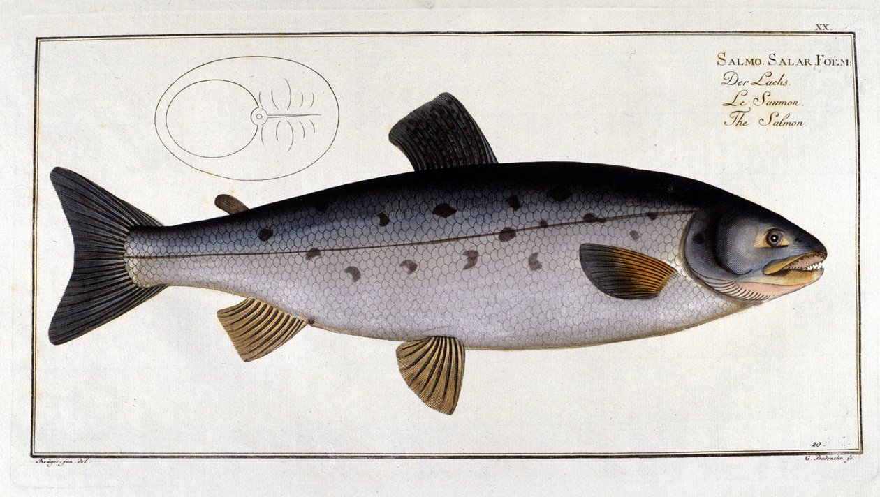 Lachs (Salmo salar) von Marc Elieser Bloch Ichtyologie Paris - Berlin - London 1787 von Unknown artist