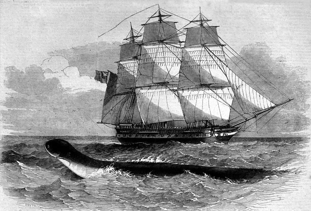 Seemonster: Erscheinung einer Seeschlange auf der Fregatte Daedalus im Jahr 1848. Gravur aus dem 19. Jahrhundert. von Unknown artist