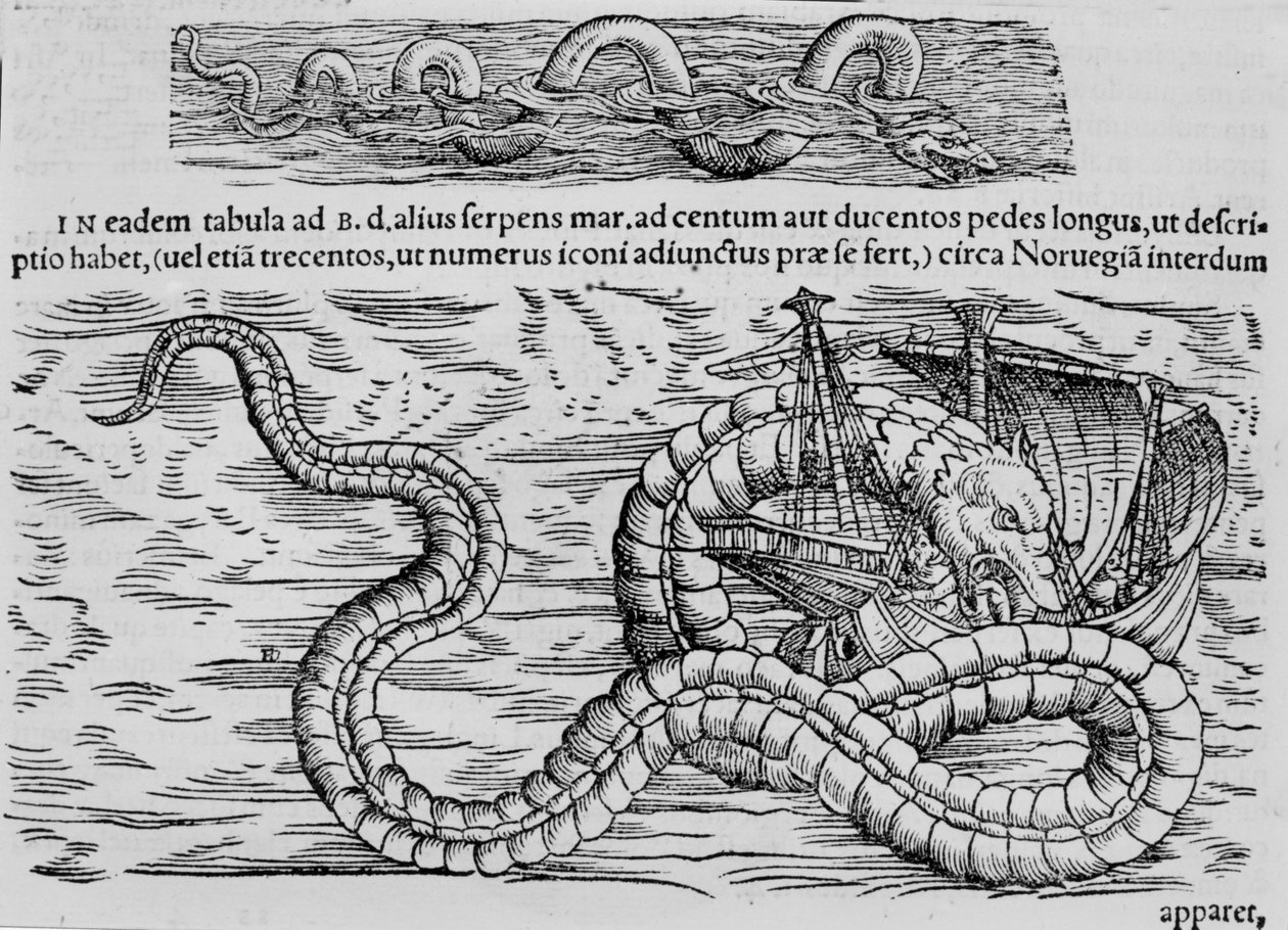 Seeschlange, Meereskreatur nach Conrad Gesner von Unknown artist