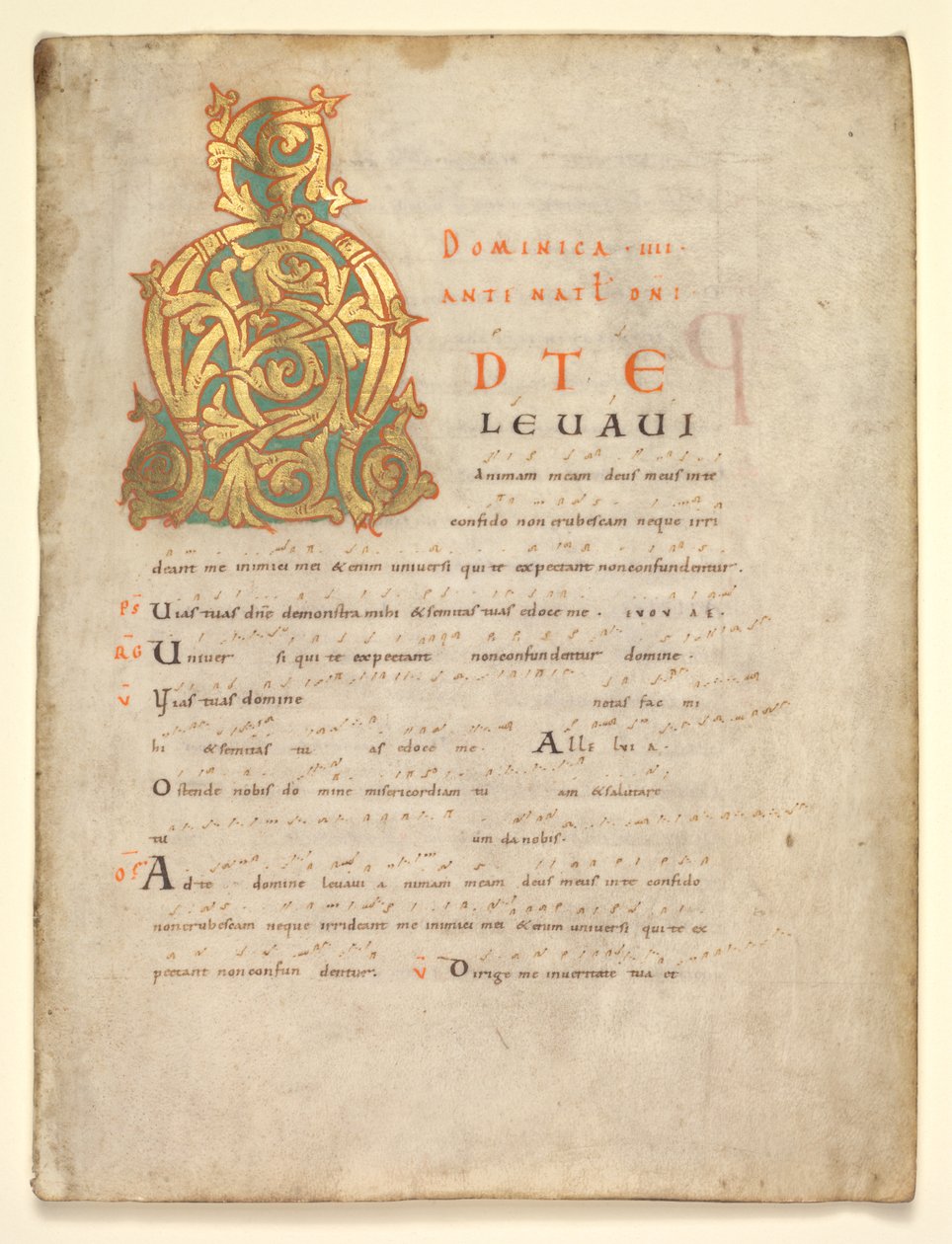Einzelblatt aus einem Graduale und Sakramentar: Initiale A[d te lavavi] von Unknown artist