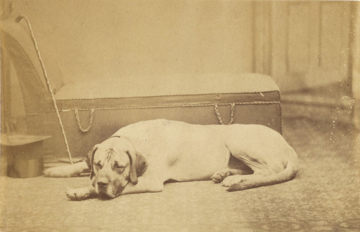 Schlafender Hund von Unknown artist
