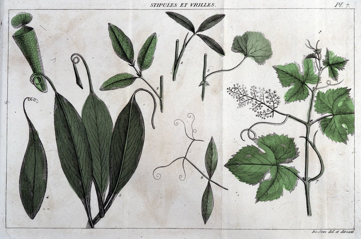 Stipeln und Ranken: in „Flora Françoise, oder eine kurze Beschreibung aller Pflanzen, die natürlich in Frankreich wachsen, nach einer neuen Analysemethode geordnet, der wir die Angabe ihrer eindeutigsten Tugenden in der Medizin und ihrer Nützlichkeit in de von Unknown artist
