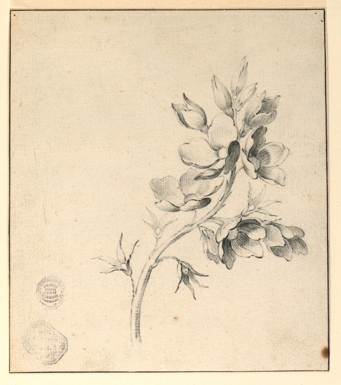 Studie eines Zweigs wilder Rosen von Unknown artist