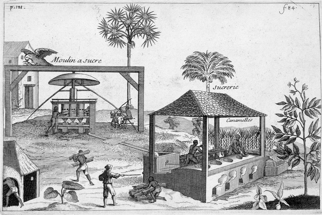 Zuckerherstellung: Zuckerfabrik und Zuckerfabrik - in „General History of Drugs, Simple and Compounded“ von Pomet von Unknown artist