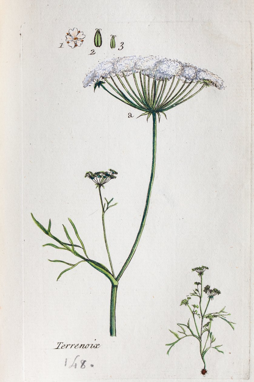 Terrenoix (Terre-Noix, Nox de Terre) von Unknown artist