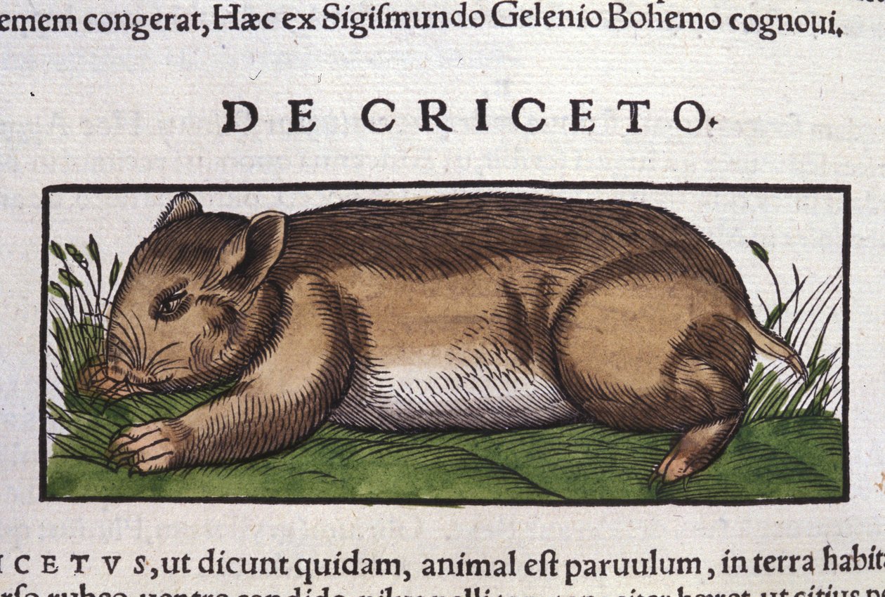 Der Hamster in Historia Animalium von Conrad Gesner (1516 - 1565), Tiguri von Unknown artist