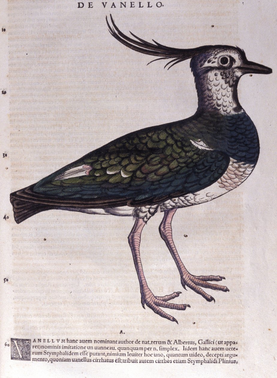 Der Kiebitz in Historia Animalium von Conrad Gesner (1516 - 1565), Tiguri von Unknown artist