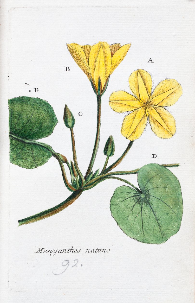 Der Menyanthe von Unknown artist