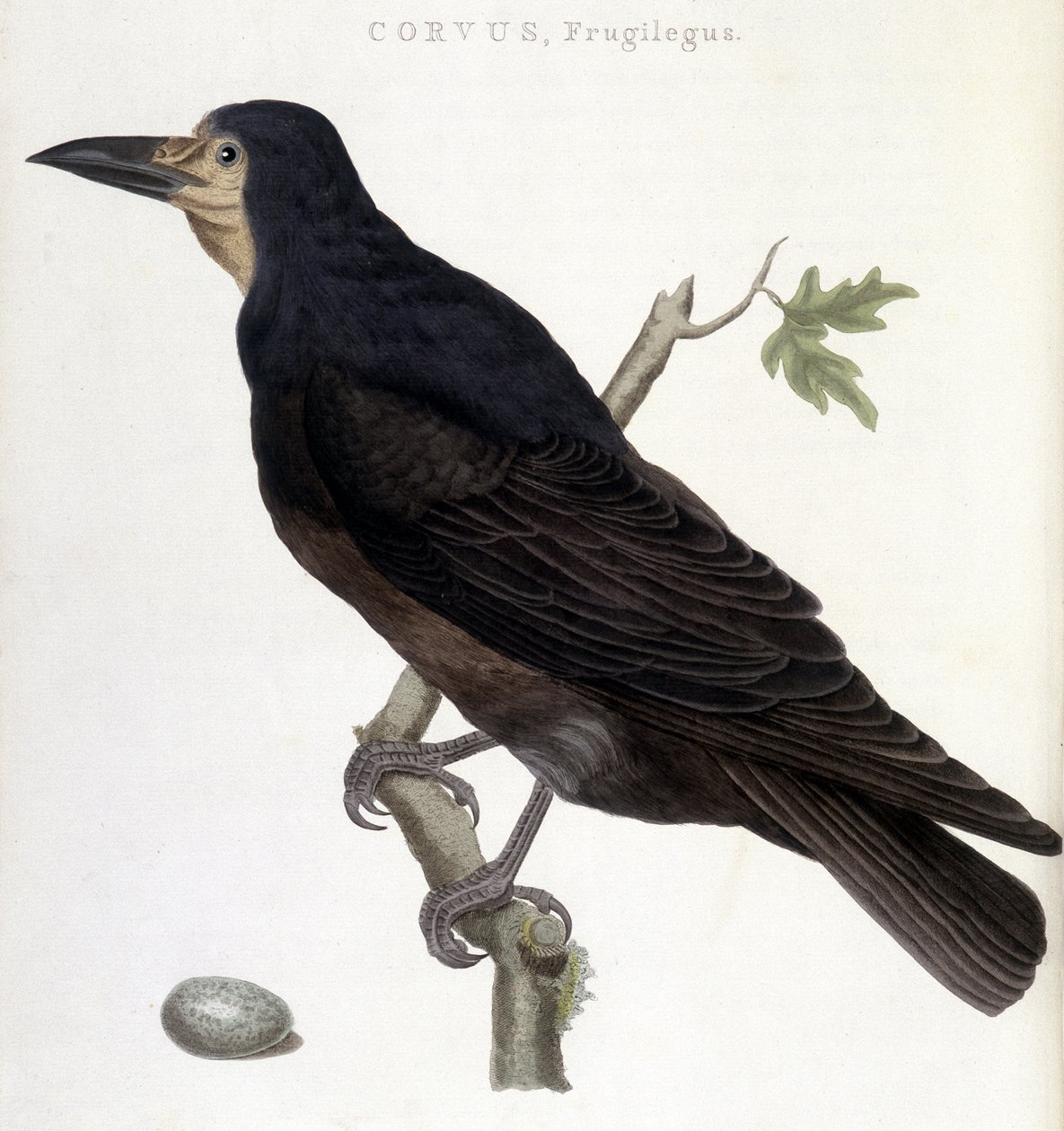 Der Saatkrähe - Naturgeschichtliche Tafel von Unknown artist