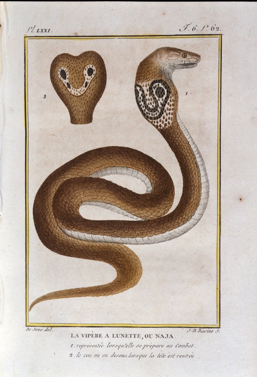 Die Brillenschlange oder Naja. Tafel aus einem Werk der Naturgeschichte „Œuvres de Buffon“ von Naturforscher Georges Louis Leclerc, Graf von Buffon (1707 - 1788). 19. Jahrhundert von Unknown artist