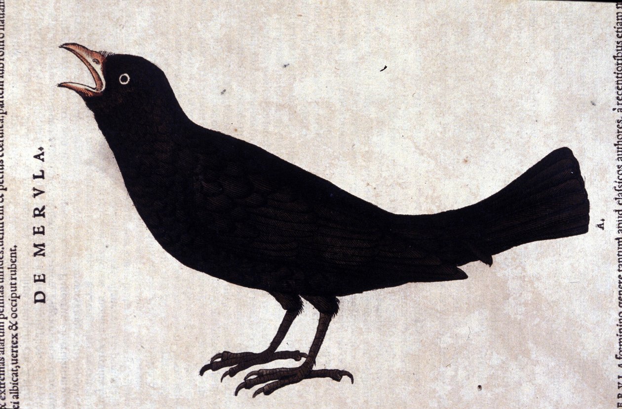 Die Amsel nach Historiae animalium von Konrad Gesner, Tiguri von Unknown artist