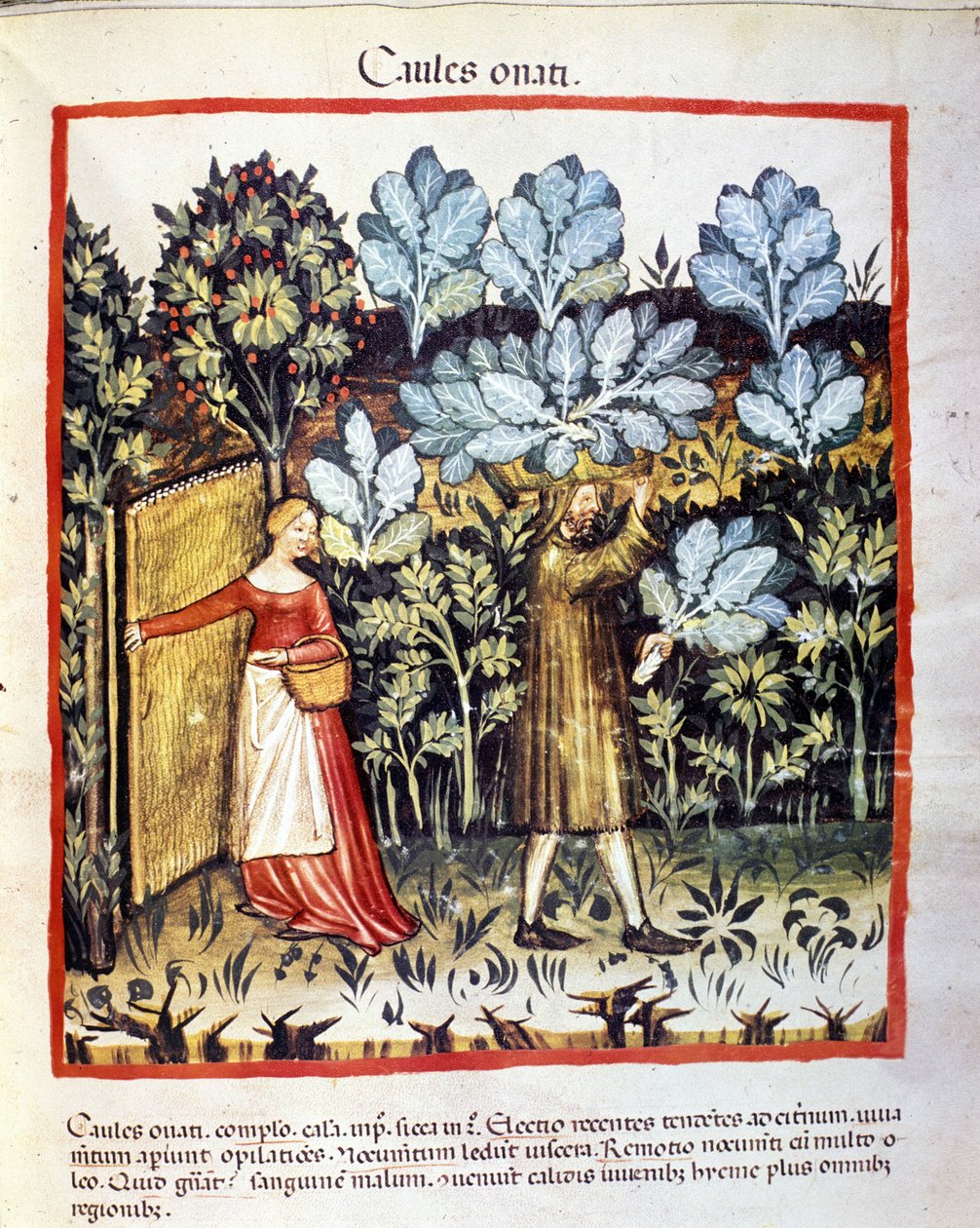 Ernte von Blumenkohl in einem Gemüsegarten. Illumination aus der Milchwirtschaft der Medizin und Diätetik „Tacuinum sanitatis“ von Unknown artist