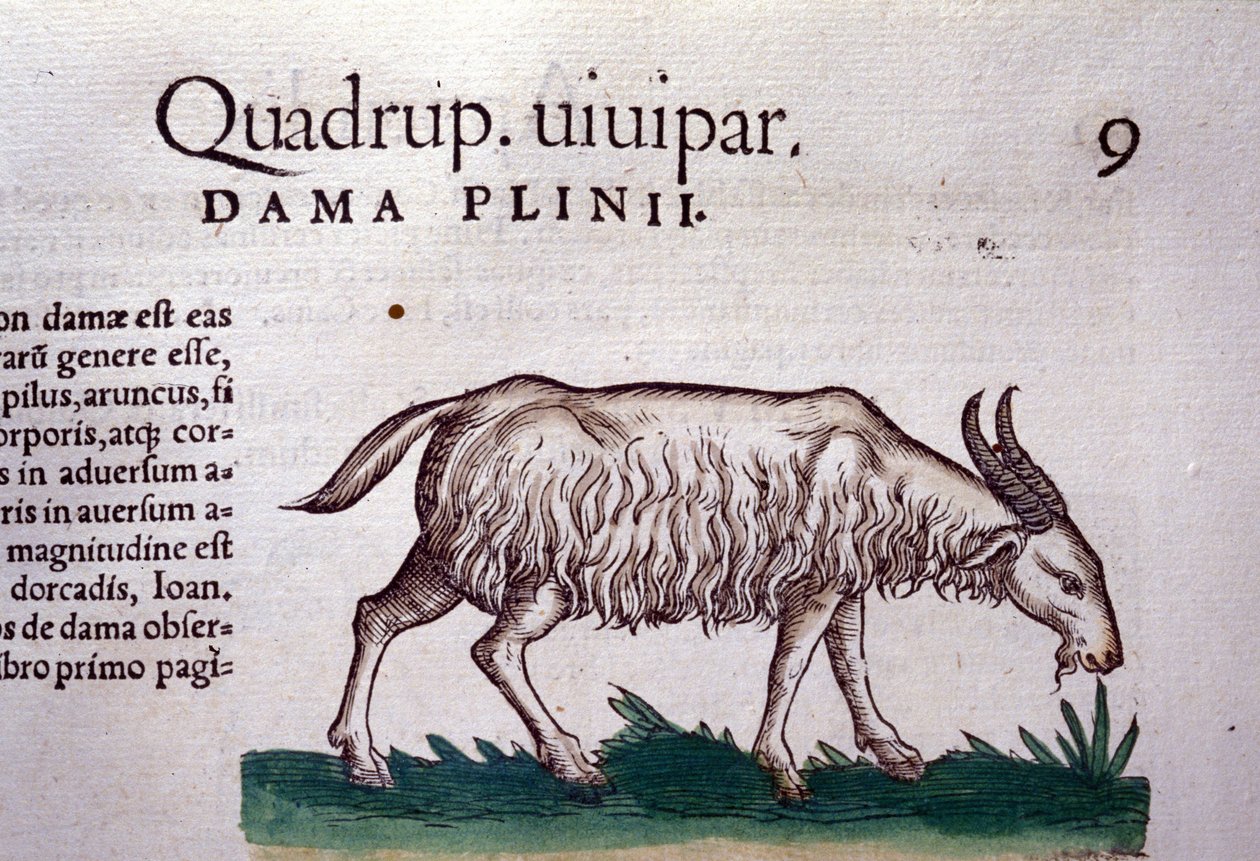 Die Ziege nach Historiae animalium von Konrad Gesner, Tiguri von Unknown artist