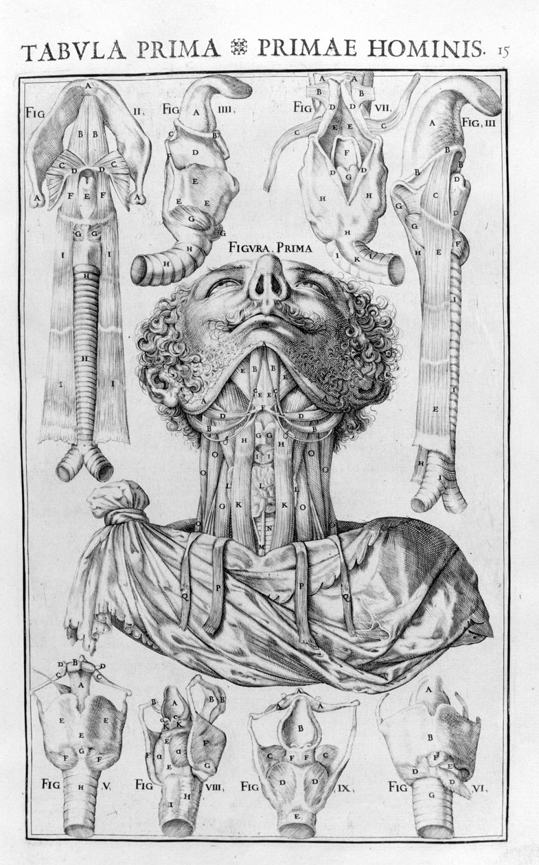 Das Organ der menschlichen Stimme nach Giovanni Casseri „De vocis auditusque organi historia anatomica“, Ferrara 1601 von Unknown artist