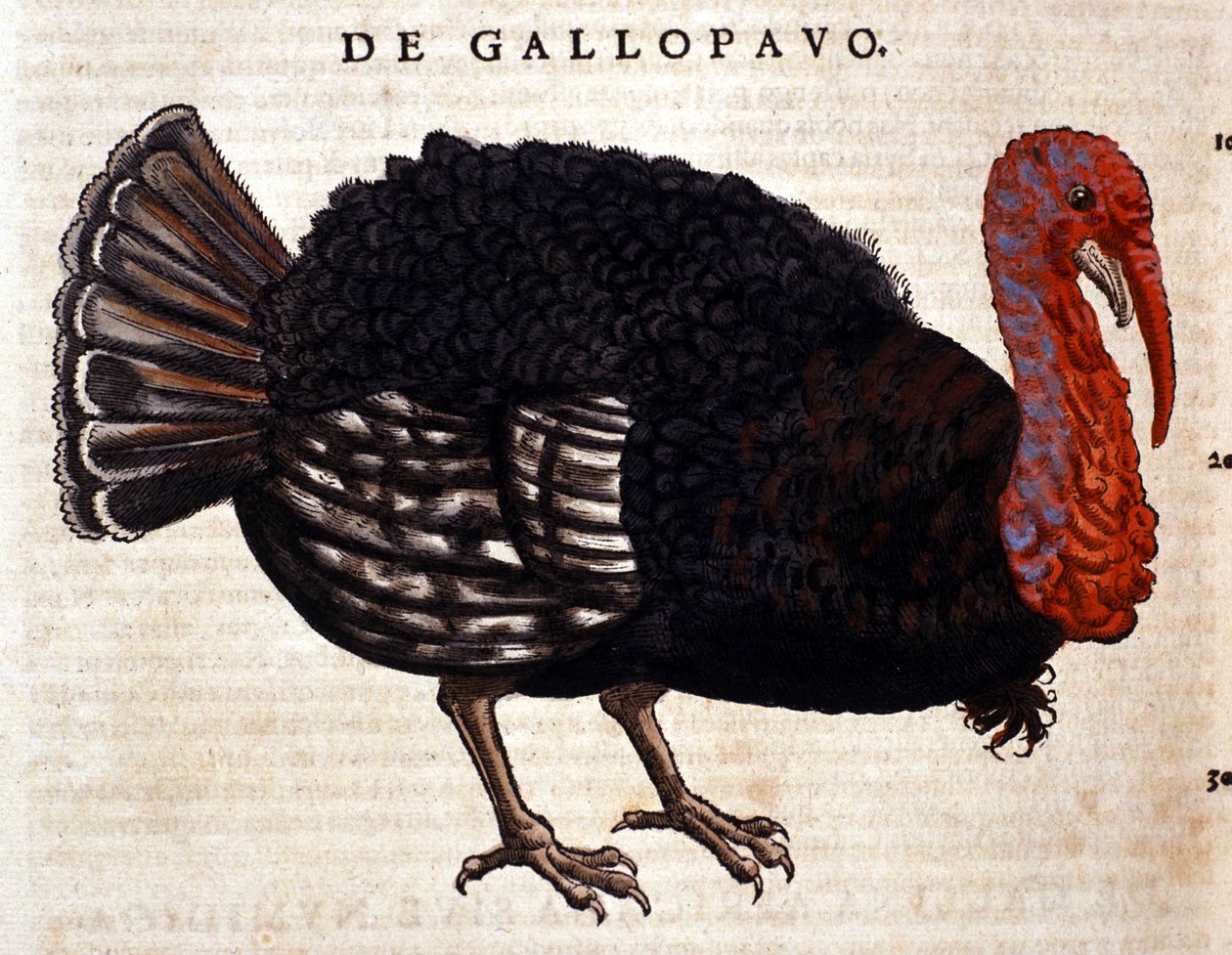 Der Truthahn nach der Historia Animalium von Conrad Gesner, Tiguri 1560. Biblioteca nazionale Braidense, Mailand von Unknown artist