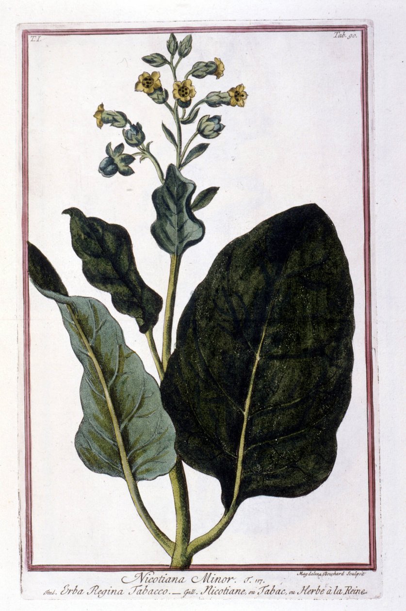 Tabakpflanze (Nicotiana Minor). Botanische Tafel aus einem Herbarium des 18. Jahrhunderts. von Unknown artist