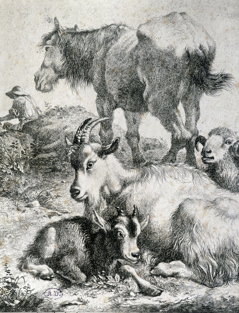 Zugpferd, Ziege, Ziege und Widder - Gravur von Unknown artist