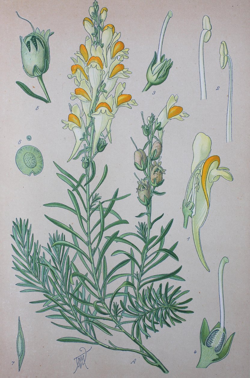 Echtes Leinkraut (Linaria), Pflanzenart der Gattung, Gewöhnliches Leinkraut von Unknown artist